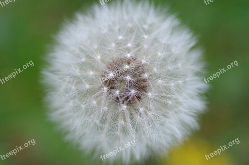 Dandelion Flower Plant Roadside Pointed Flower