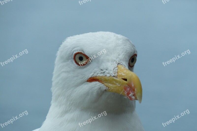 Seagull Bird Animal Free Photos