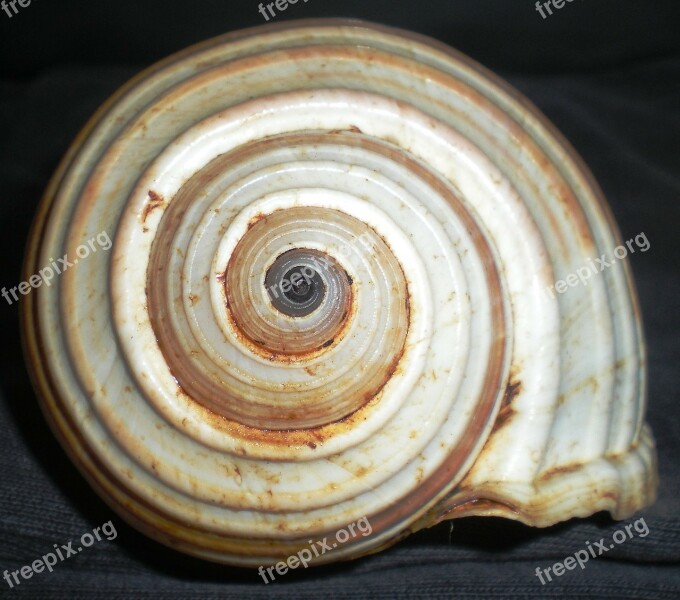 Shell Spiral Nature Beauty Free Photos