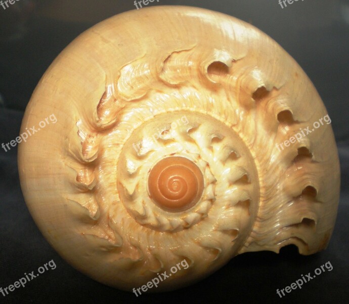 Shell Spiral Creature Free Photos