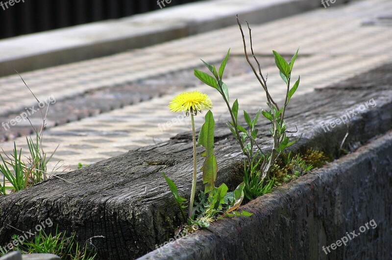 Resistant Dandelion Plant Grow Strength