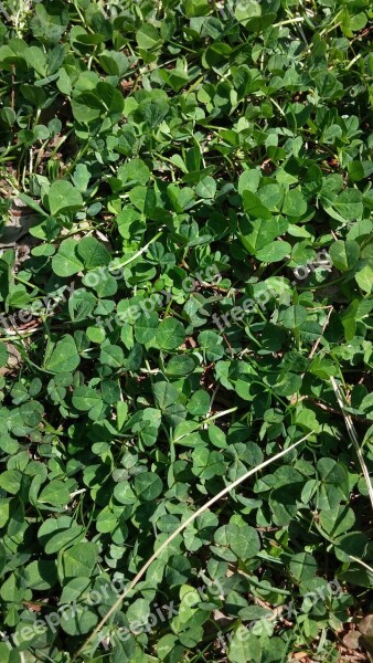 Pool Shamrock Clover Free Photos