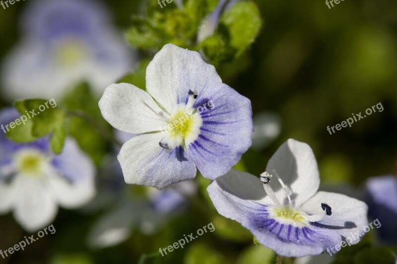 Flowers Small White Blue Stamp