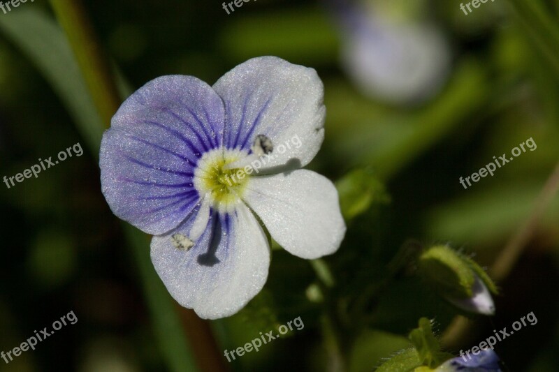 Blossom Bloom Flower Small White