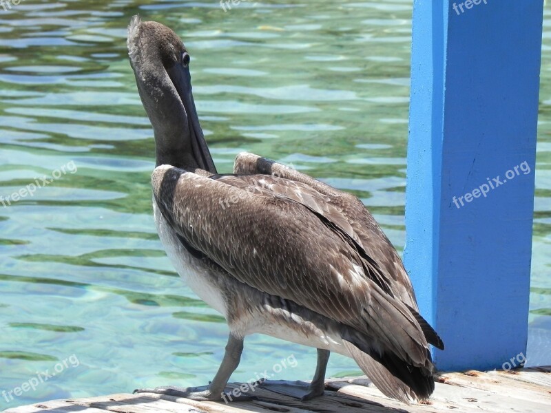 Pelican Animals Ave Free Photos