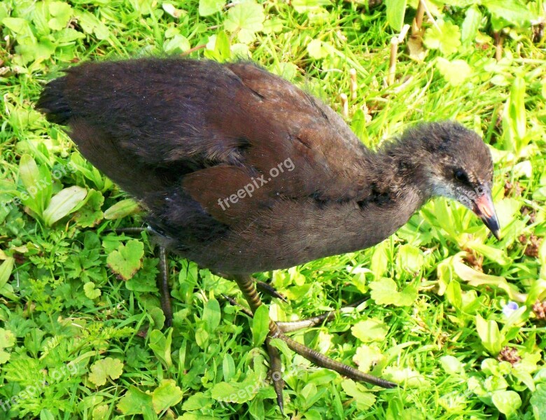 Moorhen Gallinula Chloropus Waterhen Chick Fresh Water Bird