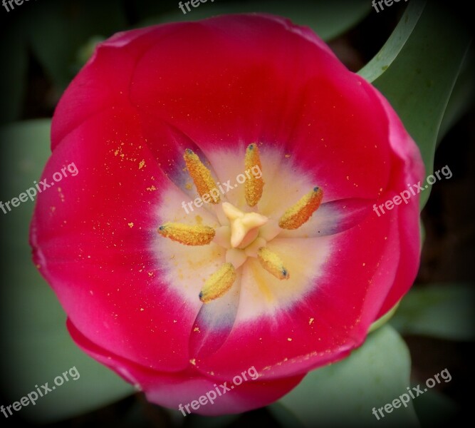 Tulip Spring Spring Flower Red Garden