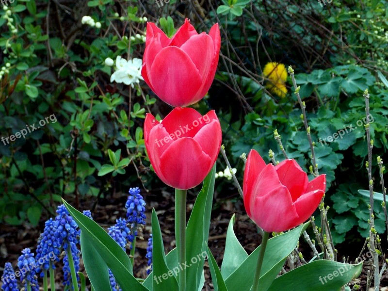 Tulips Spring Spring Flowers Red Garden