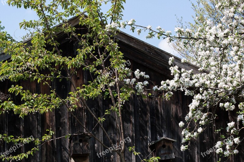 Hut Trees Old Wood Weathered