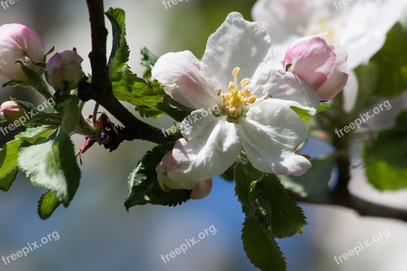 Apple Blossom Bloom Flowers Spring Lenz