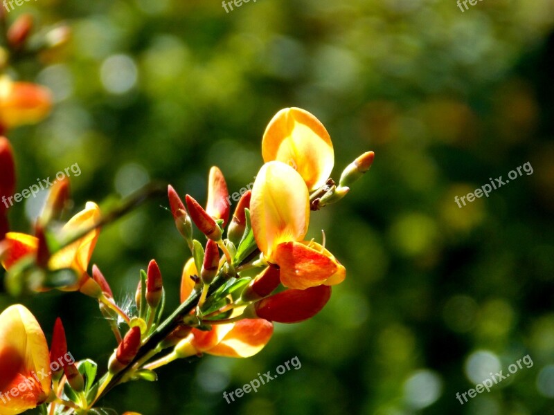 Broom Cytisus Scoparius Bush Spring Nature