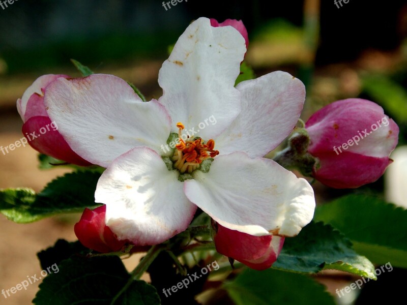 Apple Blossom Spring Flower Apple Tree Bud Blossom