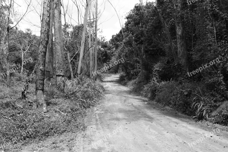 Bush Dirt Road Black And White Road Trees