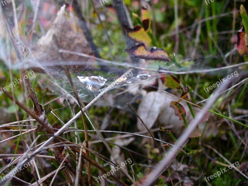 Cobweb Autumn Fall Foliage Leaves Forest