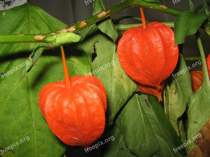 Physalis Fruit Red Flower Blossom