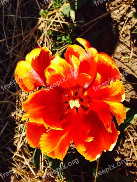 Tulip Flower Spring Blossom Bloom