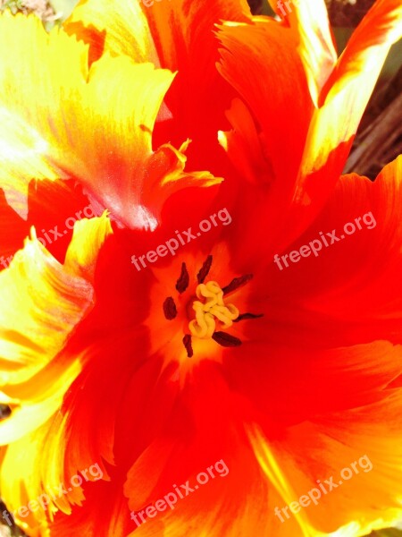 Tulip Flower Sharpness Game Bloom Green