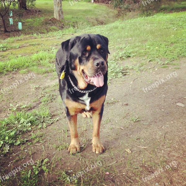 Rottweiler Dog Pet Canine Breed