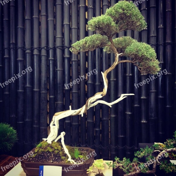 Bonsai Tree Nature Stem Japan