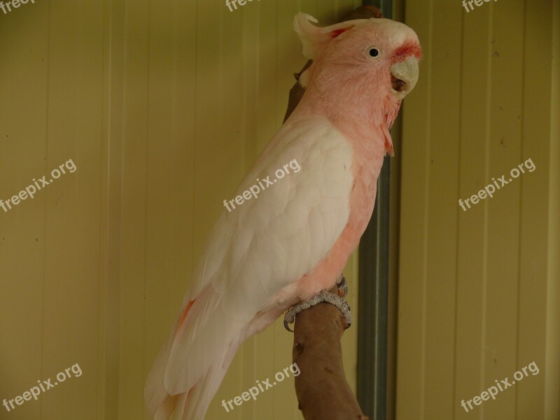 Cockatoo Parrot Birds Bird Galah