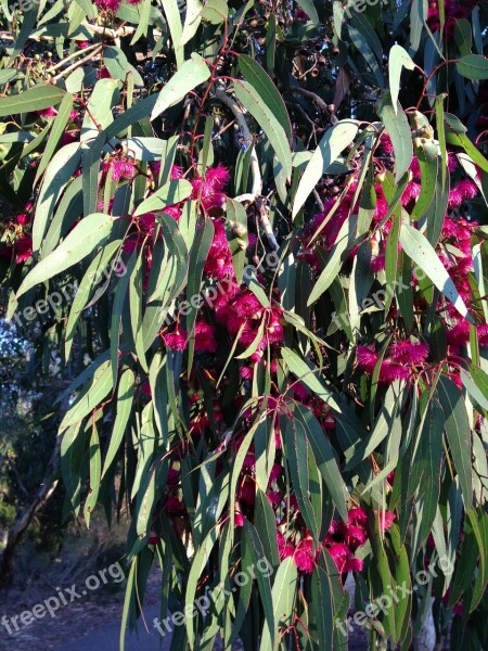 Gum Tree Bloom Flowers Bush Spring