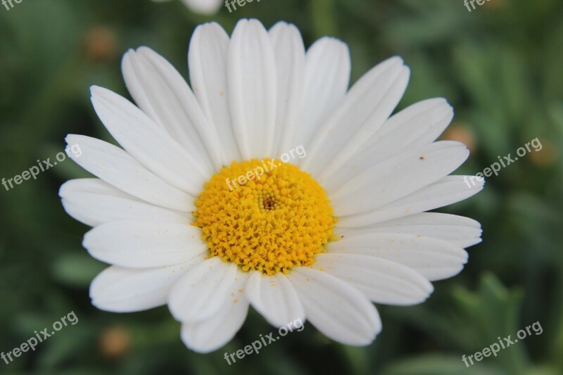 Marguerite Leucanthemum Composites Asteraceae Flower