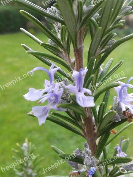 Rosemary Herbs Spice Herb Culinary Herbs