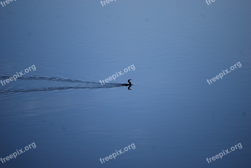 Fowl Waterbird Duck Lonely Single