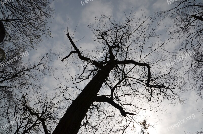 Tree Silhouette Aesthetic Branches Cloudiness