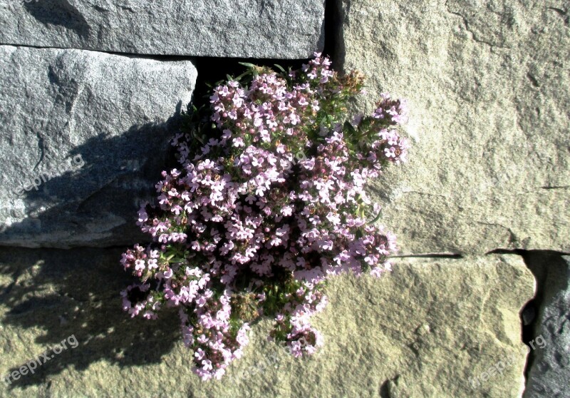 Wall Flowers Wallflower Rock Plants Blue Pillow Aubrieta X Lactiflora