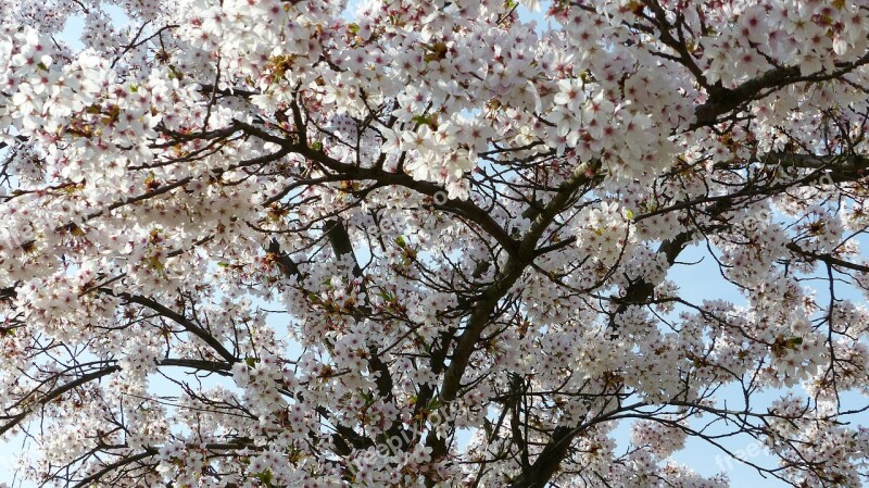 Cherry Blossom Wild Cherry April Cherry Tree Free Photos