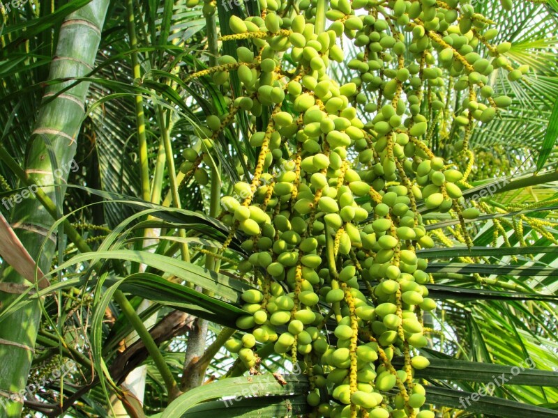 Date Palm Palm Tree Phoenix Dactylifera Dates Shimoga