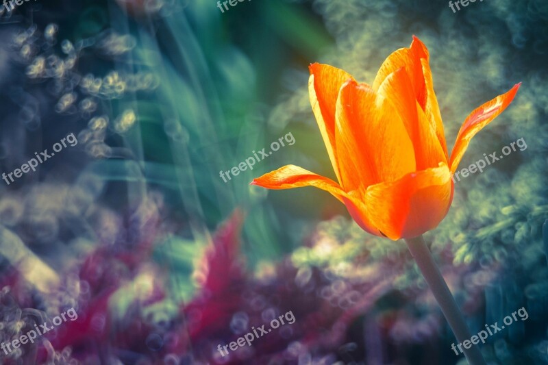 Flower Tulip Nature The Beauty Of Nature Orange