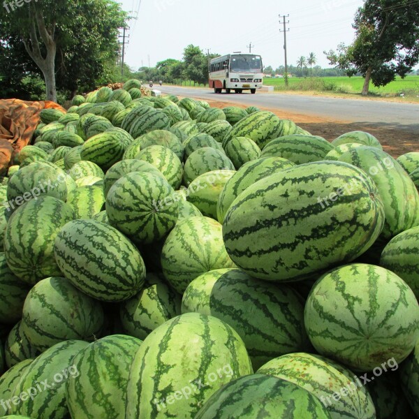 Watermelon Melon Citrullus Lanatus Red Fruit