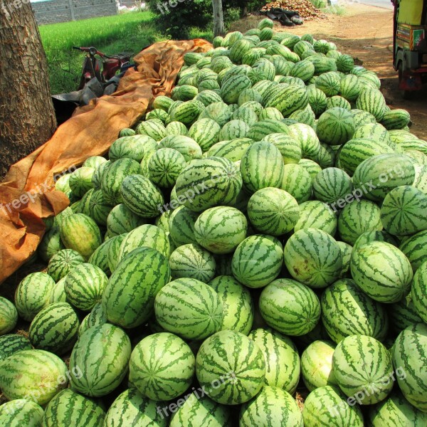 Watermelon Melon Citrullus Lanatus Red Fruit