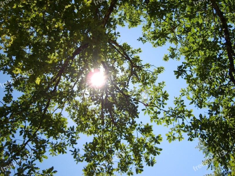 Tree France Sarlat Nature Free Photos