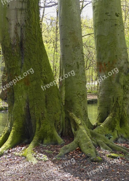 Moss Covered Trees Love Carvings Nature Backyard