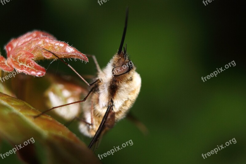 Bombylius Major Bombylius Mayor Hummelfliege Insect Nectar