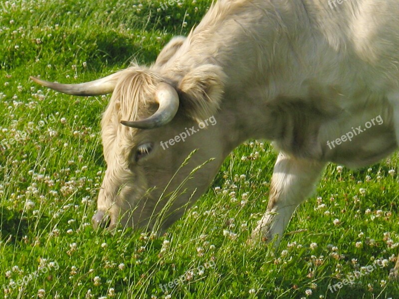 Beef In The Klee Cows Cow Mountain Meadows