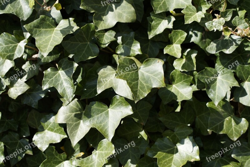 Ivy Background Structure Texture Light