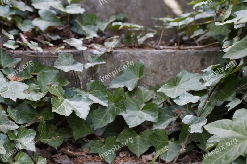 Ivy Entwined Stairs Overgrown Ivy Trellis