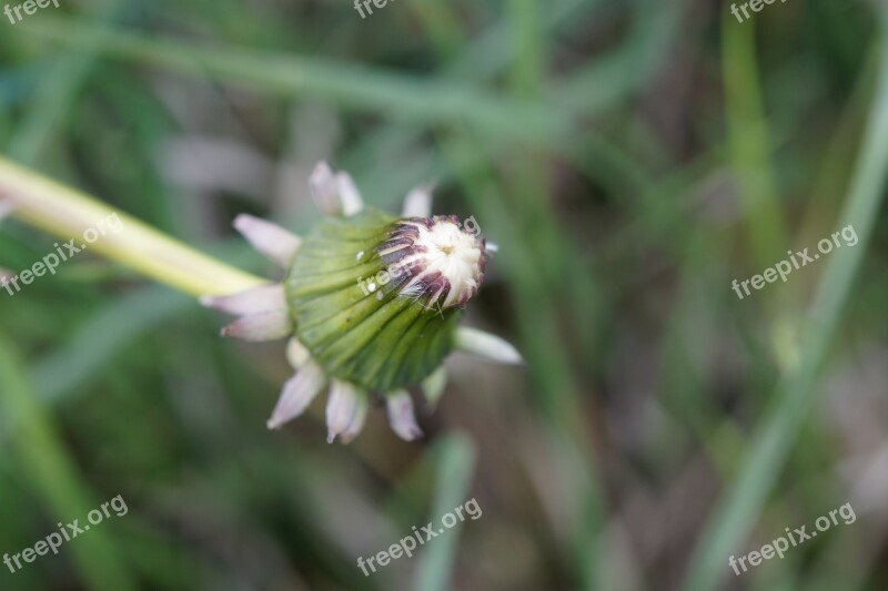 Dandelion Faded Close Up Weed Closed