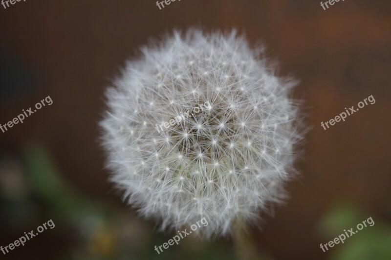 Dandelion Summer Garden Close Up White