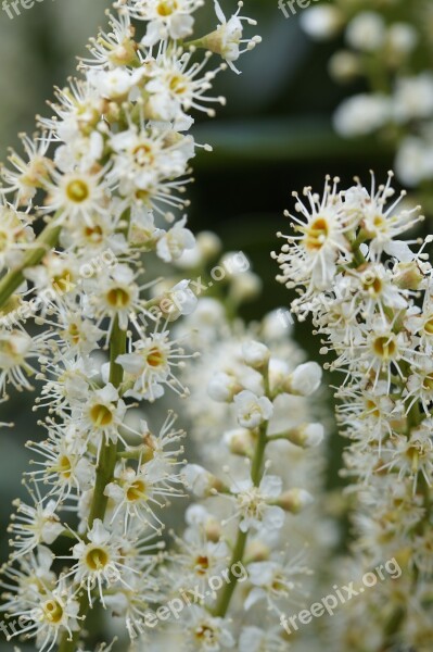 Inflorescence Flower Flowers Bush Close Up