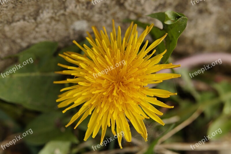 Dandelion Flower Roadside Pointed Flower Yellow