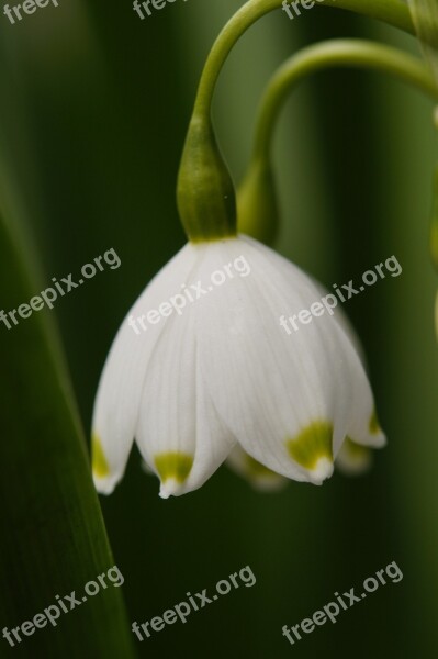 Snowflake Flower Blossom Bloom White