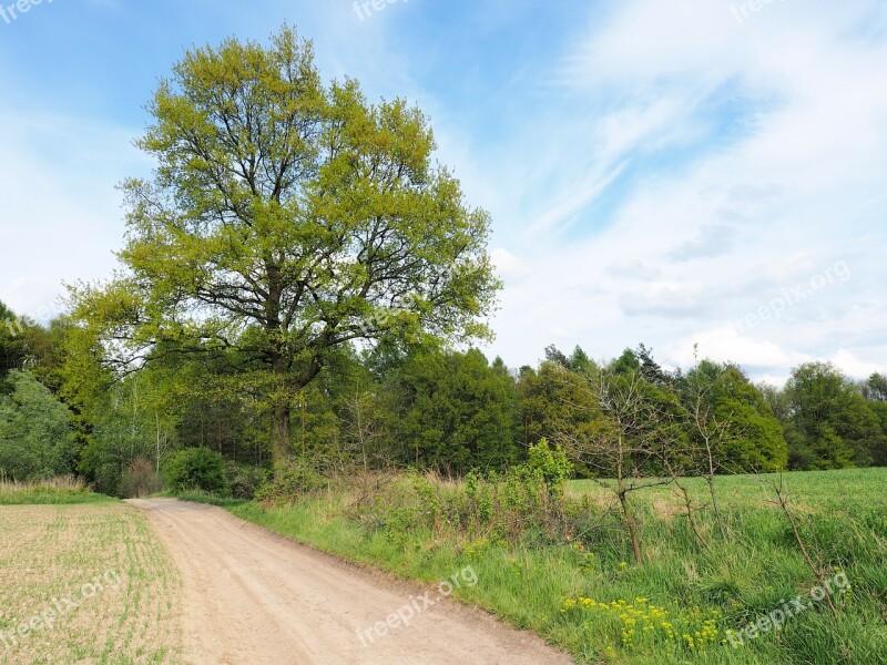 Lane Tree Sky Green Nature