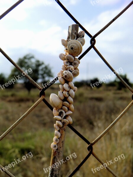 Shells Shell Snail Green Landscape