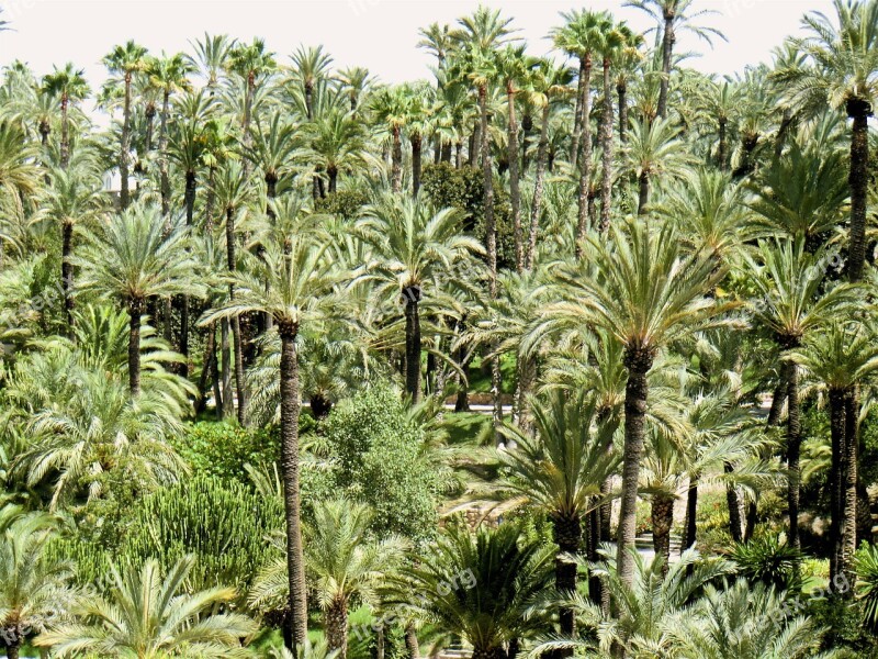 Palm Trees Tree Park Green