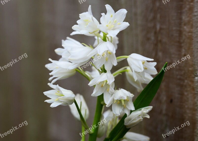 Wood Hyacinth White Bell Flower Scilla Hyacinthoides Hispanica Hyacinth